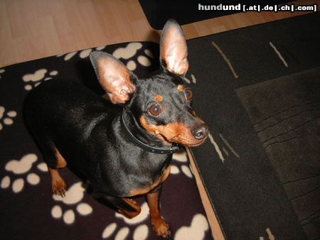 Zwergpinscher Hunde Foto 20918 in höherer Auflösung ansehen Zwergpinscher Lucky