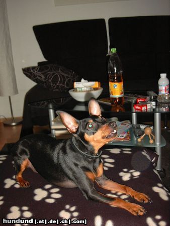 Zwergpinscher Hunde Foto 20919 in höherer Auflösung ansehen Zwergpinscher Lucky