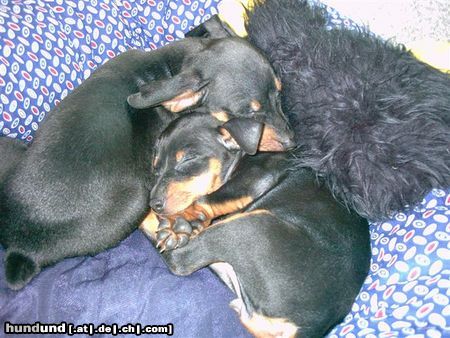 Zwergpinscher Hunde Foto 6197 Zwergpinscher Lucky und Sunny