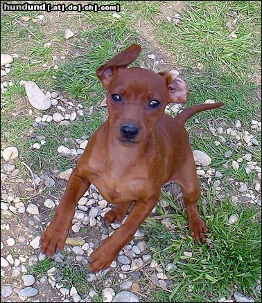 Zwergpinscher Hunde Foto 9939 Zwergpinscher Lucy...so happy!