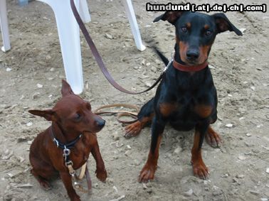 Zwergpinscher Hunde Foto 16736 in höherer Auflösung ansehen Zwergpinscher Leroy (Luca) vom Zemp