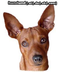 Zwergpinscher Hunde Foto 5742 Zwergpinscher Dies ist Mailo (geb.10.Feb.03)einer von unseren 2 Zwergpinscher