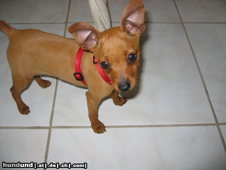Zwergpinscher Hunde Foto 21656 Zwergpinscher