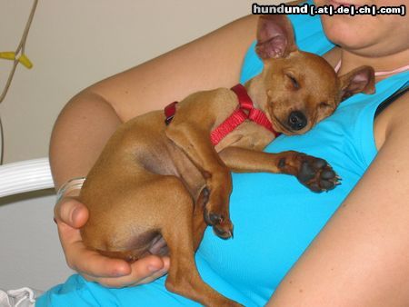 Zwergpinscher Hunde Foto 21657 Zwergpinscher