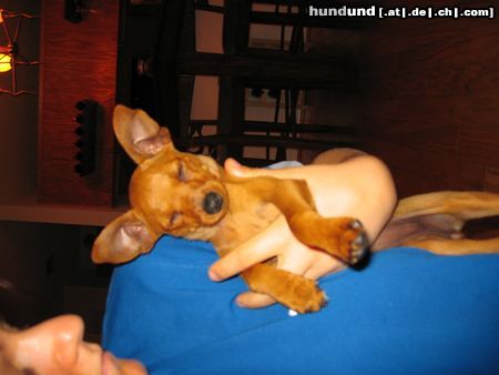 Zwergpinscher Hunde Foto 21960 Zwergpinscher