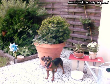 Zwergpinscher Hunde Foto 6880 Zwergpinscher das ist mein Max