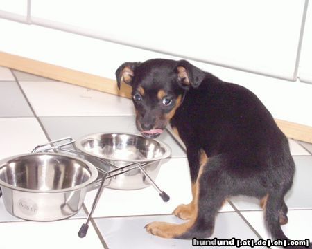 Zwergpinscher Hunde Foto 18033 Zwergpinscher Das ist mein Eßplatz