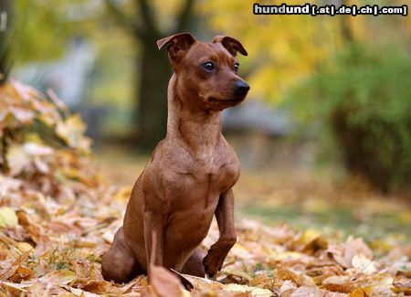 Zwergpinscher Hunde Foto 45494 in höherer Auflösung ansehen Zwergpinscher Chicco