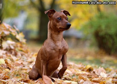 Zwergpinscher Chicco