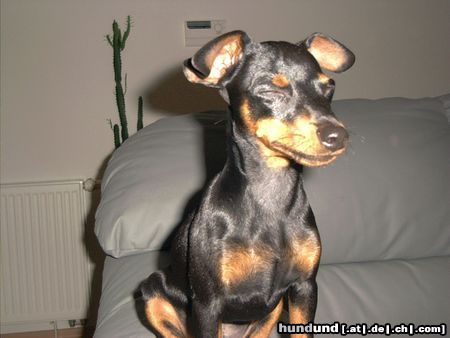 Zwergpinscher Hunde Foto 7219 Zwergpinscher Bafi 5Mon. in der Höhensonne