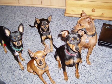 Zwergpinscher Hunde Foto 26915 in höherer Auflösung ansehen Zwergpinscher Zwergpinscher Steinwitz