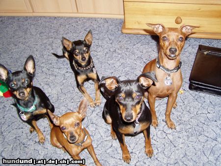 Zwergpinscher Hunde Foto 14771 in höherer Auflösung ansehen Zwergpinscher Bonsai Zwergpinscher, der alte kleine Srandard wird von uns noch gezüchtet.