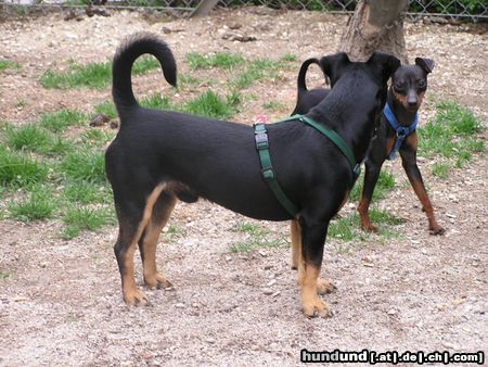 Zwergpinscher Hunde Foto 20980 in höherer Auflösung ansehen Zwergpinscher schau mich nicht so an!