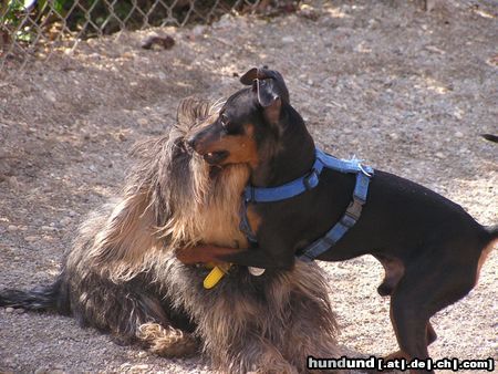 Zwergpinscher Hunde Foto 20939 in höherer Auflösung ansehen Zwergpinscher Snoopy beim Spielen