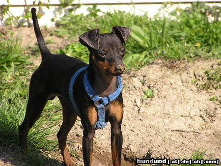 Zwergpinscher Hunde Foto 20744 in höherer Auflösung ansehen Zwergpinscher