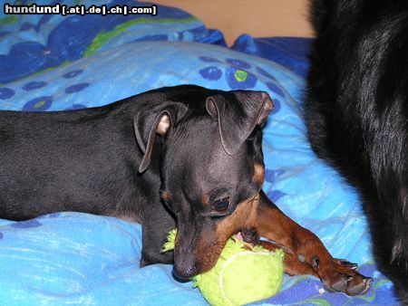 Zwergpinscher Hunde Foto 20982 in höherer Auflösung ansehen Zwergpinscher mein Ball