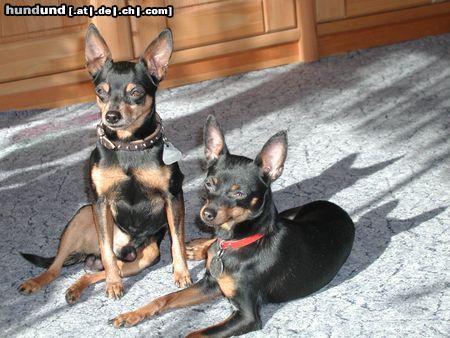Zwergpinscher Hunde Foto 14774 in höherer Auflösung ansehen Zwergpinscher Zwergpinscher von Steinwitz