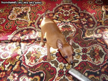 Zwergpinscher spielt mit dem staubsaugen