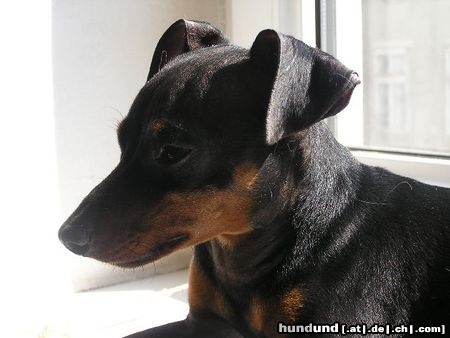 Zwergpinscher Hunde Foto 20417 in höherer Auflösung ansehen Zwergpinscher Snoopy