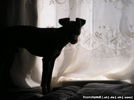 Zwergpinscher Hunde Foto 20419 in höherer Auflösung ansehen Zwergpinscher und wieder ein Foto von meiem Snoopy
