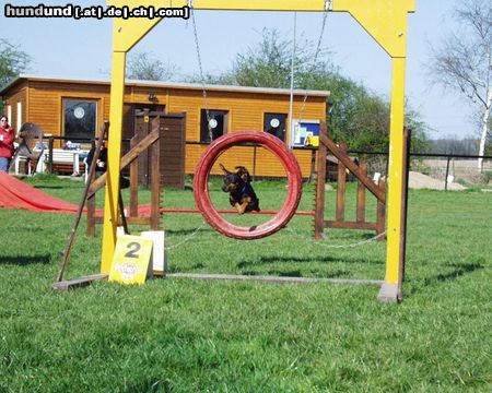 Zwergpinscher Rusty in Action