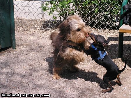 Zwergpinscher Hunde Foto 20940 in höherer Auflösung ansehen Zwergpinscher Snoopy beim Spielen