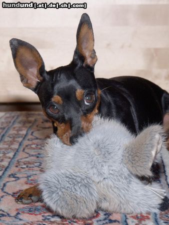 Zwergpinscher Hunde Foto 25923 in höherer Auflösung ansehen Zwergpinscher