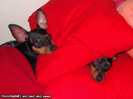 Zwergpinscher Hunde Foto 24108 in höherer Auflösung ansehen Zwergpinscher Lucky und Sunny