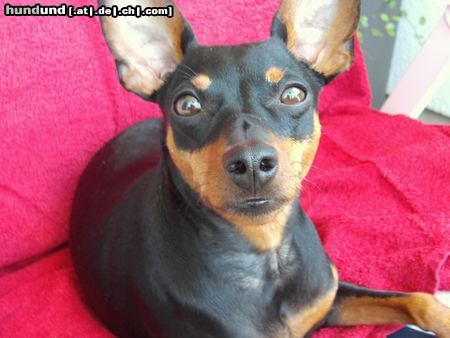 Zwergpinscher Hunde Foto 21840 in höherer Auflösung ansehen Zwergpinscher Lucky