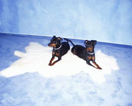 Zwergpinscher Hunde Foto 853 Zwergpinscher Lilli und Floh, Zwinger: Rehpinscher vom Aichelberg