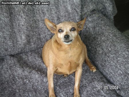 Zwergpinscher Hunde Foto 16484 in höherer Auflösung ansehen Zwergpinscher Vilma