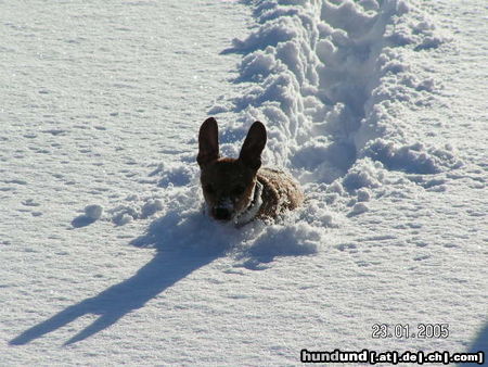 Zwergpinscher Hunde Foto 24272 in höherer Auflösung ansehen Zwergpinscher Rocky im Schnee