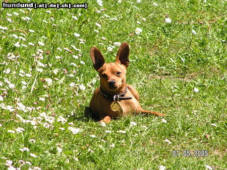 Zwergpinscher Hunde Foto 24271 in höherer Auflösung ansehen Zwergpinscher Rocky im Frühling