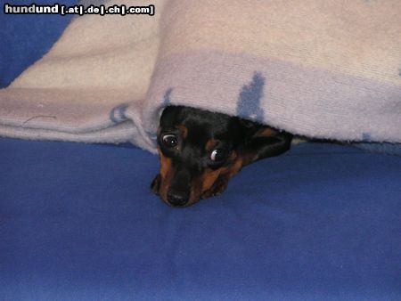 Zwergpinscher Luna 1 Jahr