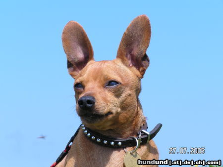 Zwergpinscher Hunde Foto 24274 in höherer Auflösung ansehen Zwergpinscher Rocky