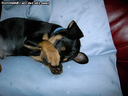 Zwergpinscher Hunde Foto 22327 in höherer Auflösung ansehen Zwergpinscher Aik 8 Wochen