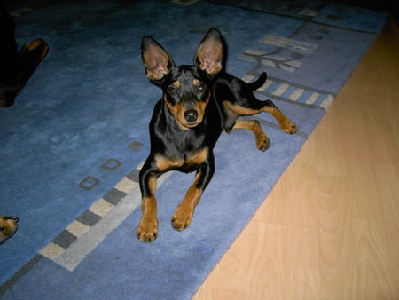 Zwergpinscher Hunde Foto 27927 in höherer Auflösung ansehen Zwergpinscher AYK