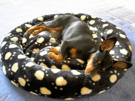 Zwergpinscher Hunde Foto 27926 in höherer Auflösung ansehen Zwergpinscher AYK