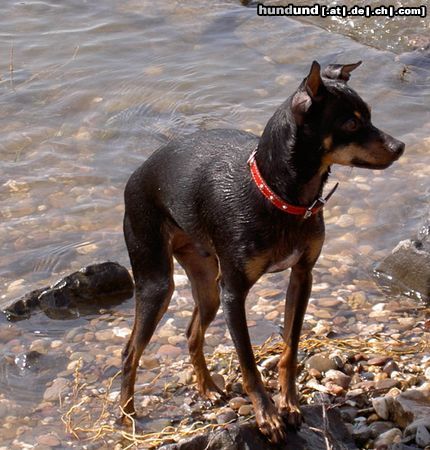 Zwergpinscher Hunde Foto 23966 in höherer Auflösung ansehen Zwergpinscher Puh, ist das nass