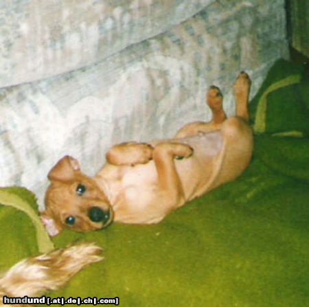 Zwergpinscher Hunde Foto 10889 Zwergpinscher Pepe da bin ich nochmals :-)