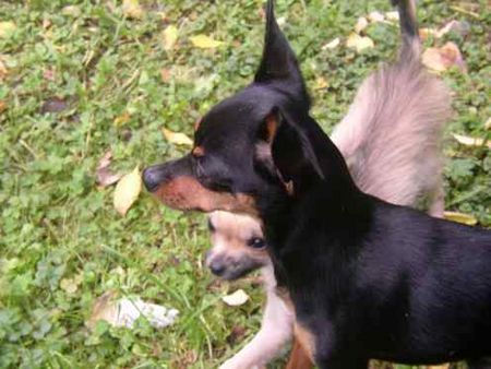 Zwergpinscher Hunde Foto 1175 Zwergpinscher Rocky m. Chihuahuahündin Shila