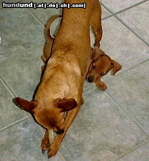 Zwergpinscher Hunde Foto 5751 Zwergpinscher Unsere beiden Lieblinge Rocky(3Jahre) und Mailo (hier noch 8 Wochen) April´03