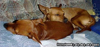 Zwergpinscher Hunde Foto 5754 Zwergpinscher Unzertrennlich