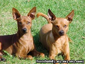 Zwergpinscher Hunde Foto 5755 Zwergpinscher Rocky und Mailo September ´03
