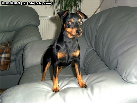Zwergpinscher Hunde Foto 25019 Zwergpinscher Bafi 2 Jahre