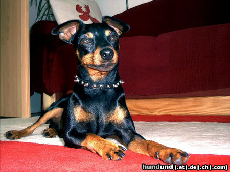 Zwergpinscher Hunde Foto 25018 Zwergpinscher Bafi 2 Jahre