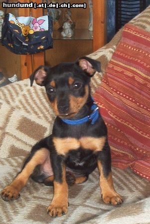 Zwergpinscher Hunde Foto 26181 Zwergpinscher Unser Sonnenschein Spike mit 8 Wochen