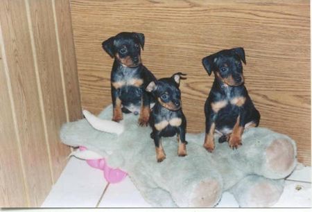 Zwergpinscher Hunde Foto 37446 Zwergpinscher Zwergpinscher-Welpen 8 Wochen jung