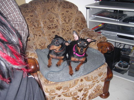 Zwergpinscher Hunde Foto 30400 Zwergpinscher Lucky und Sunny