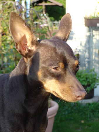 Zwergpinscher Hunde Foto 39766 in höherer Auflösung ansehen Zwergpinscher Tikanti